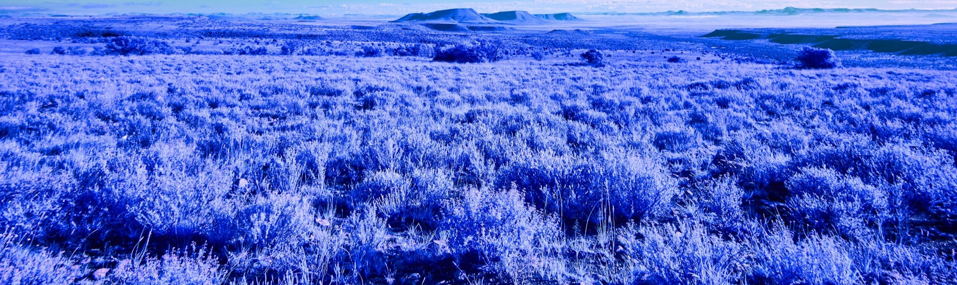 Blue feild header